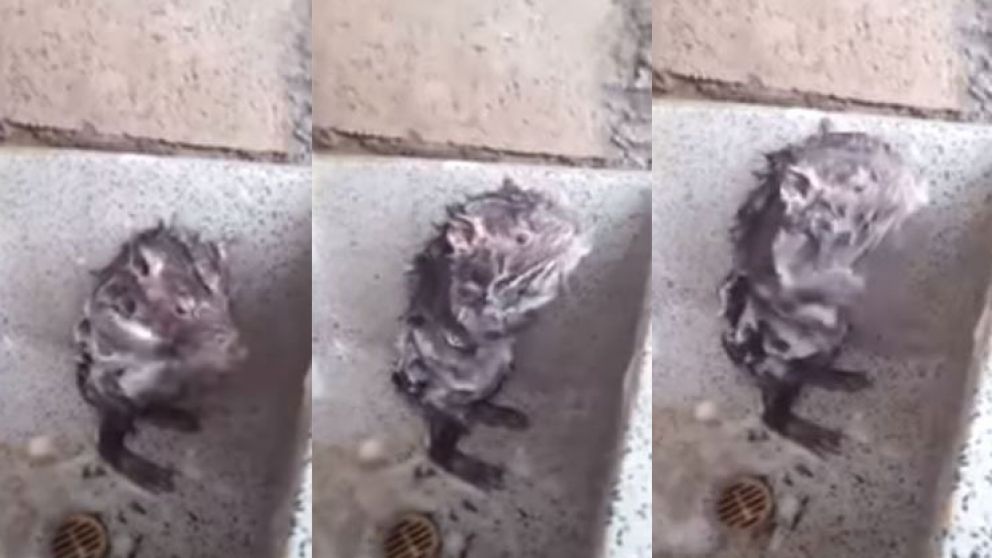 El ratón que causó furor en las redes. (Captura)