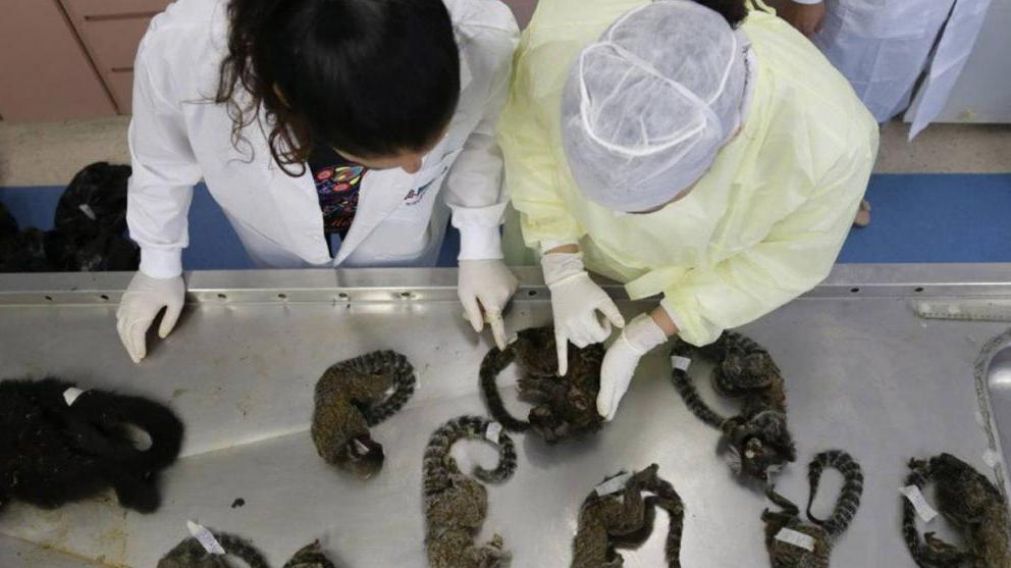 Envenenan y matan a golpes a 131 monos por pánico a la fiebre amarilla