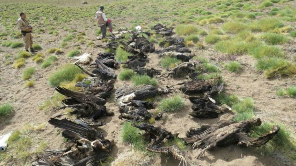 Los espec�menes encontrados (Prensa Gobierno Mendoza).
