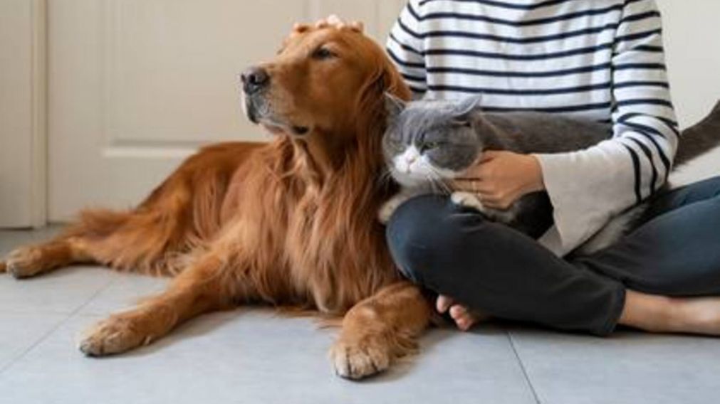 �Cu�les son los beneficios de adoptar m�s de dos mascotas?.