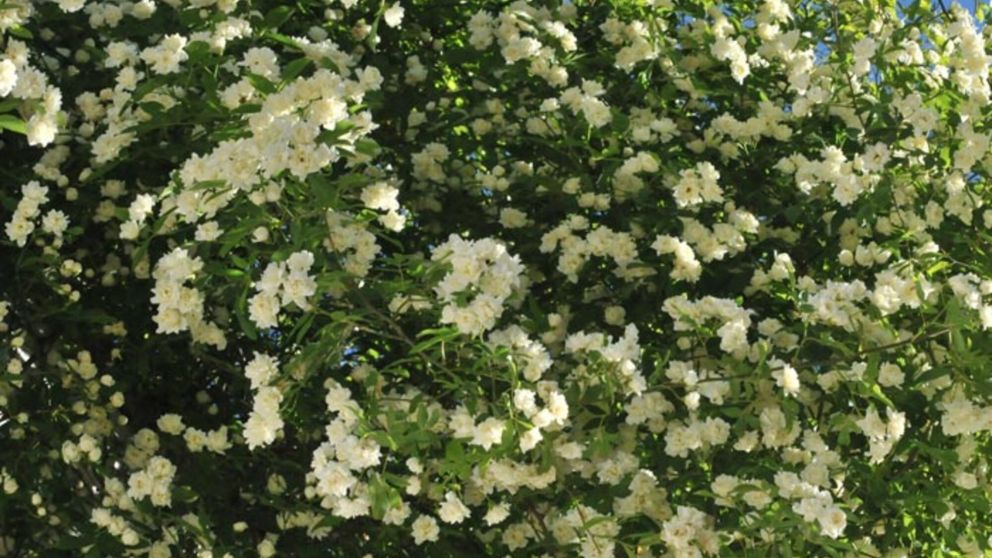 La planta ideal para que tu jardín se mantenga decorado todo el año.