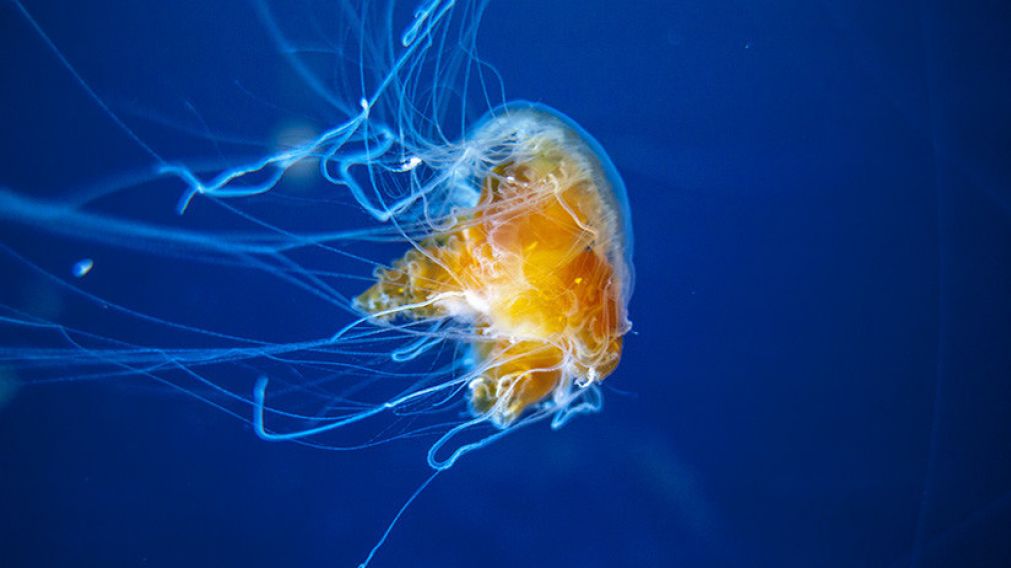 Sorpresa por medusa "extraterrestre" que brilla como fuegos artificiales
