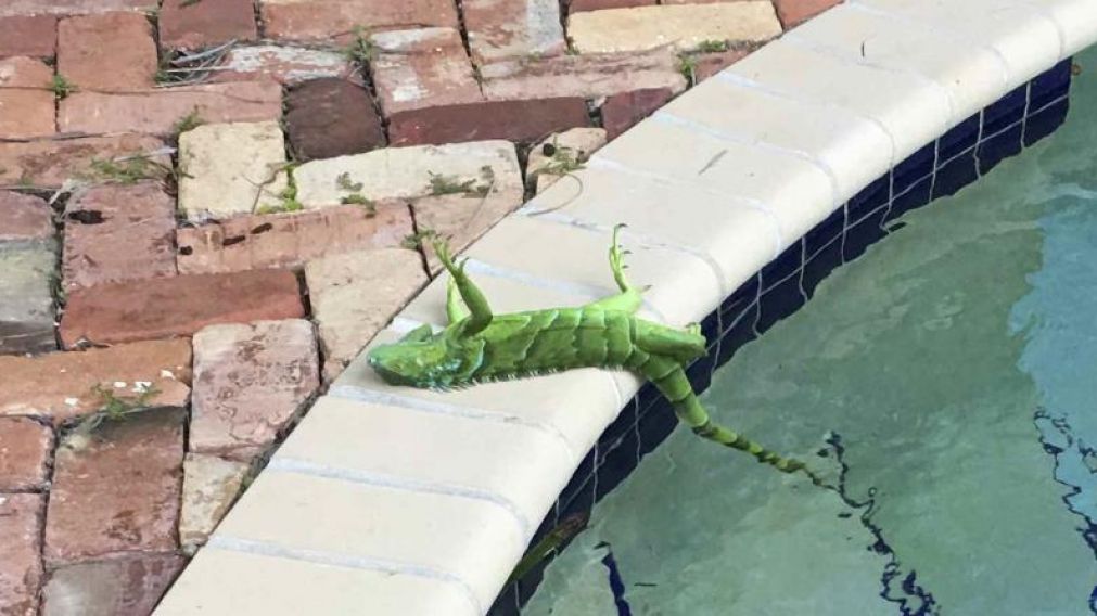 Horror en EEUU: Llueven iguanas muertas