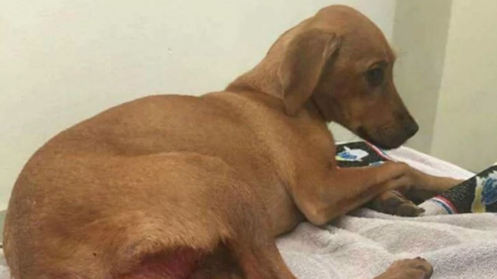 Violaron a una cachorra con un objeto punzante.