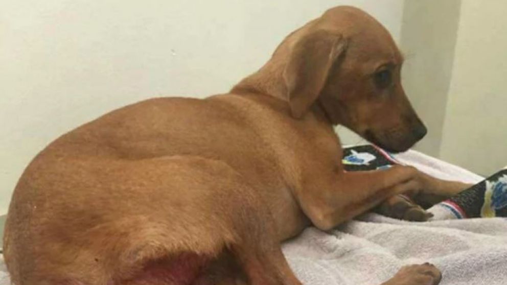 Violaron a una cachorra con un objeto punzante.