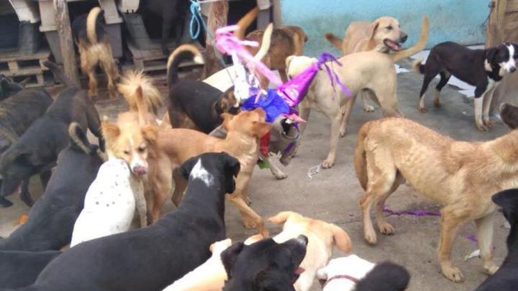 Perritos festejan las fiestas rompiendo piñata llena de comida