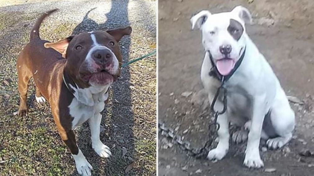 Los pitbull, asesinos de Lorraine.