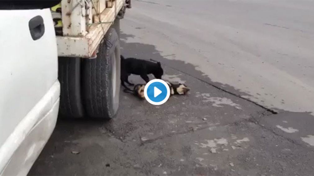 Los esfuerzos del perrito fueron en vano: su compa�ero hab�a fallecido.