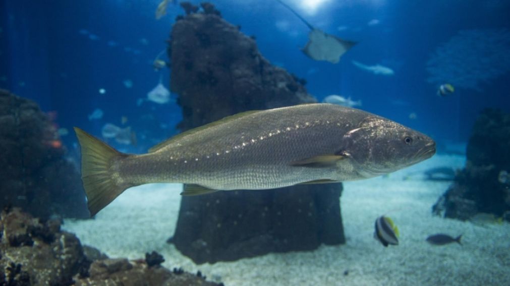 Un ejemplar de la corvina del Golfo de California (gentileza END).