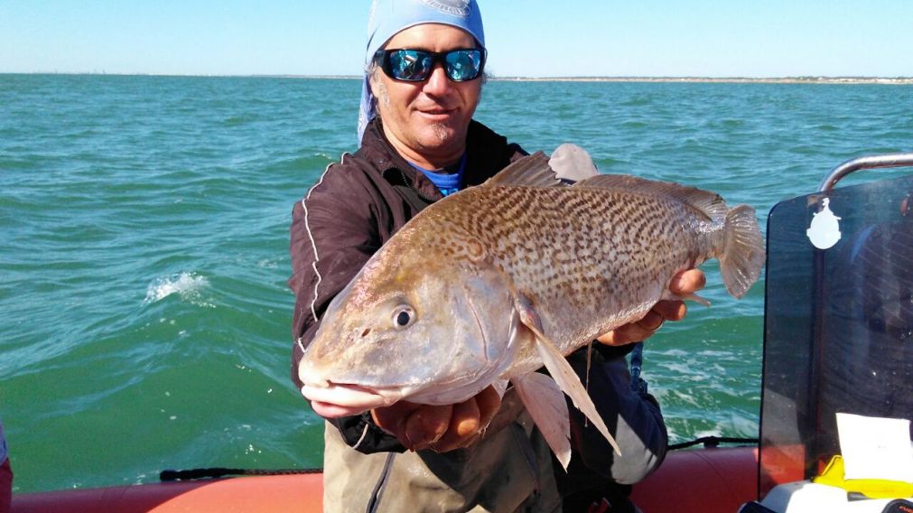 Las corvinas mandan para esta época en la Costa.