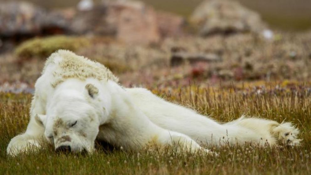 La imagen más desgarradora del cambio climático