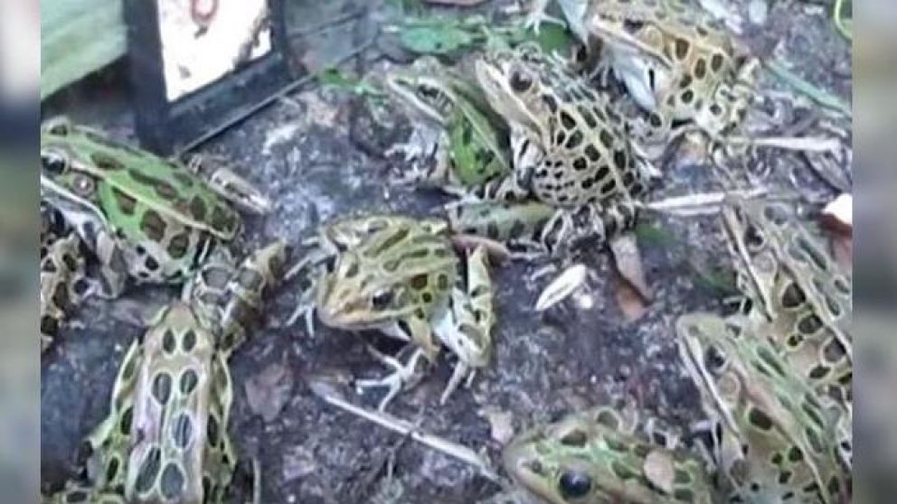 Ranas desesperadas se lanzan contra lombrices virtuales
