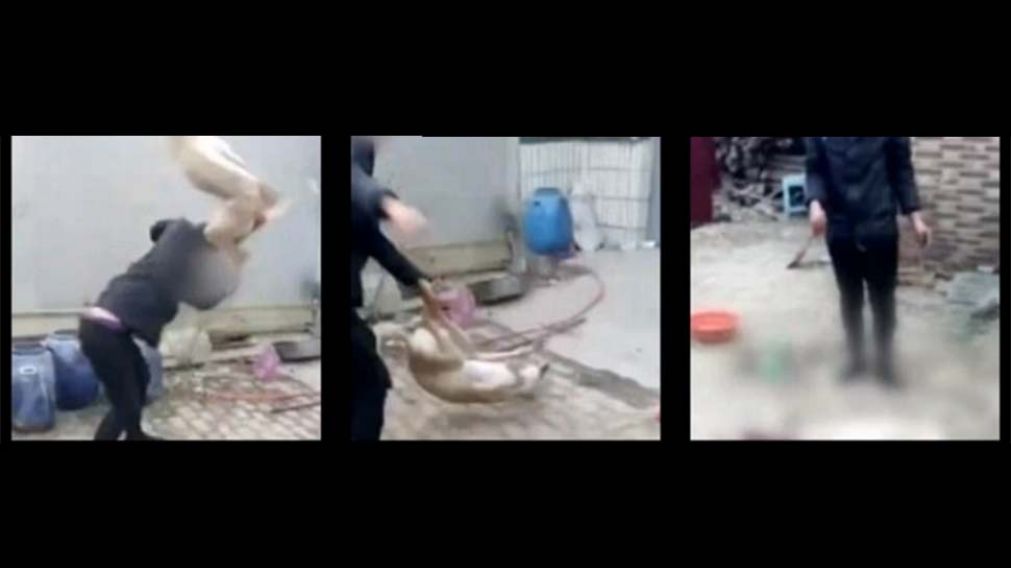 Impactante. Cuesta creer la violencia del sujeto hacia el inocente can.