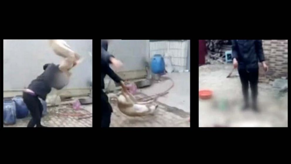 Impactante. Cuesta creer la violencia del sujeto hacia el inocente can.
