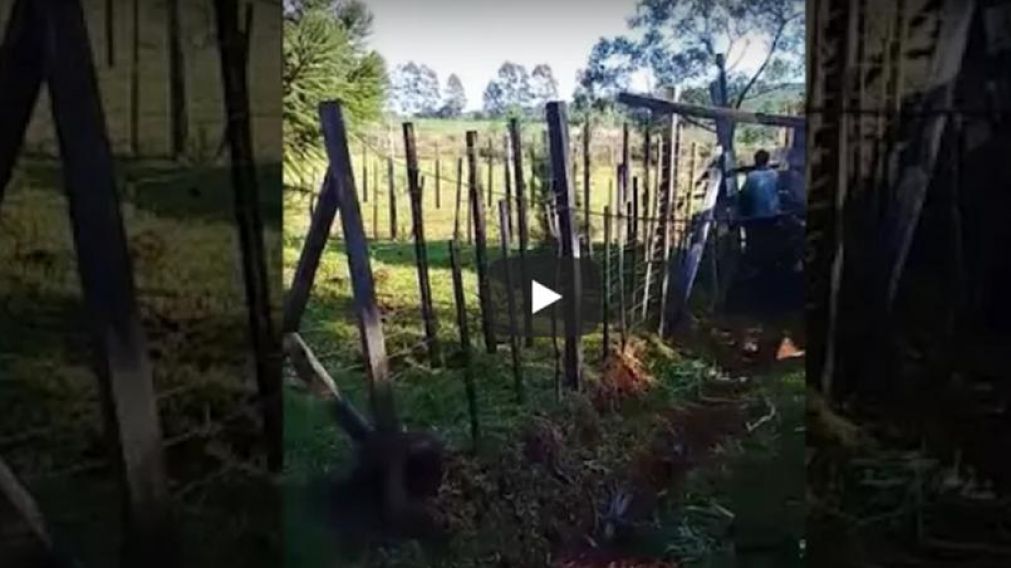 Tuvo sexo con la vaca del vecino, lo filmaron y acabó denunciado