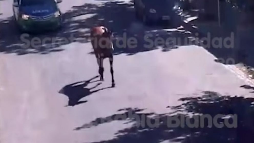 El alegre animalito por las calles. (Captura)