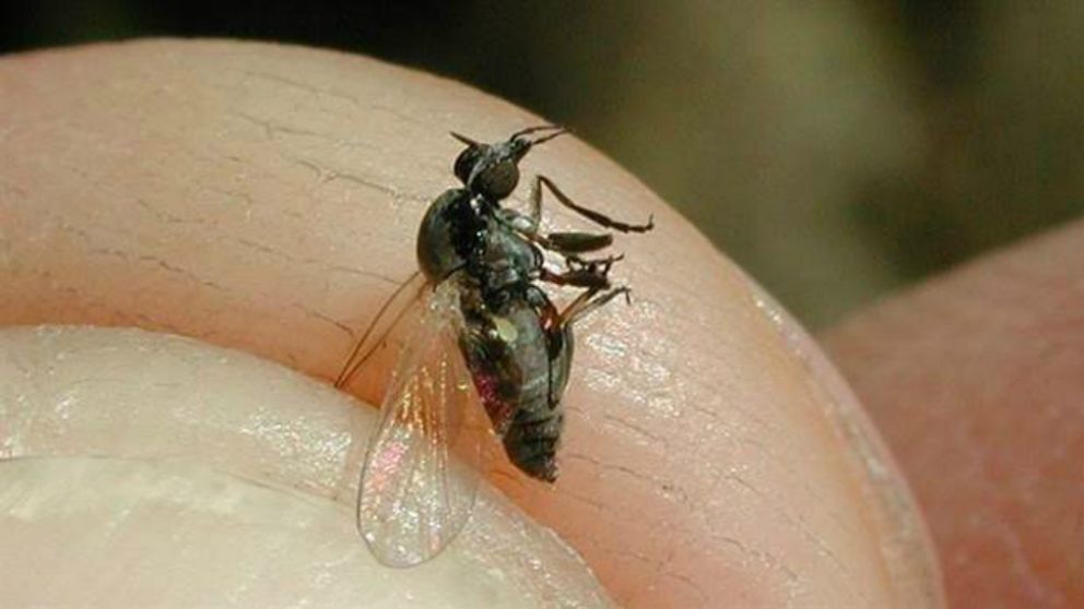 Pánico por moscas mordedoras en el conurbano bonaerense