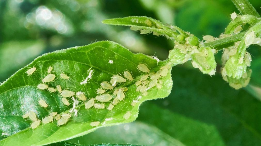 Los bichos suelen comer las hojas de las plantas (Imagen ilustrativa).