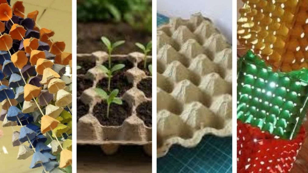 Transformá tus maples de huevos en proyectos ecológicos y útiles