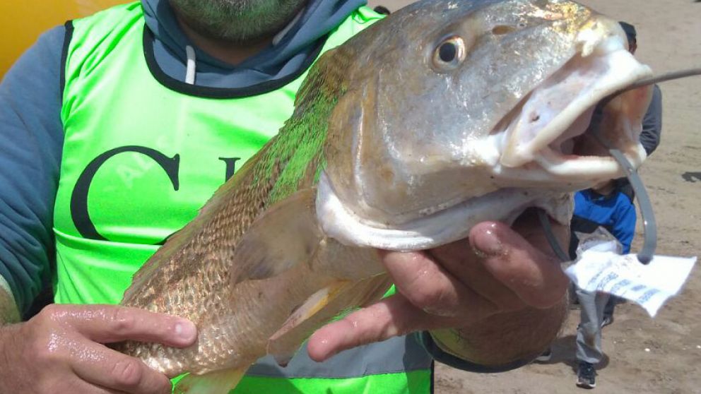 Una de las especies capturadas durante la fiesta de la corvina.