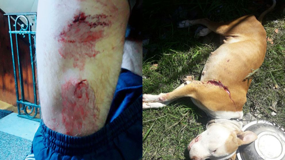 Uno de los jóvenes atacados y el perro asesinado. (Diario Hoy)