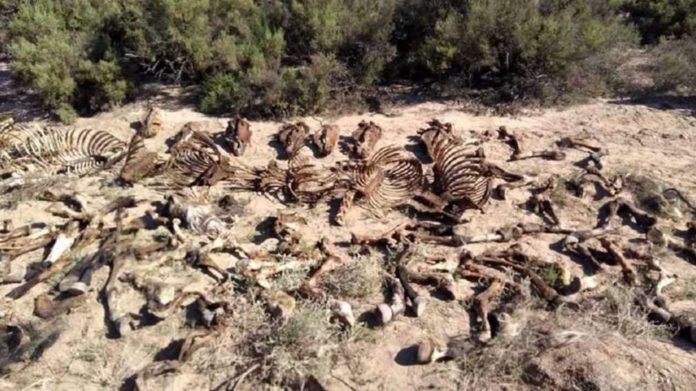Los restos óseos de caballos, hallados en el matadero clandestino.