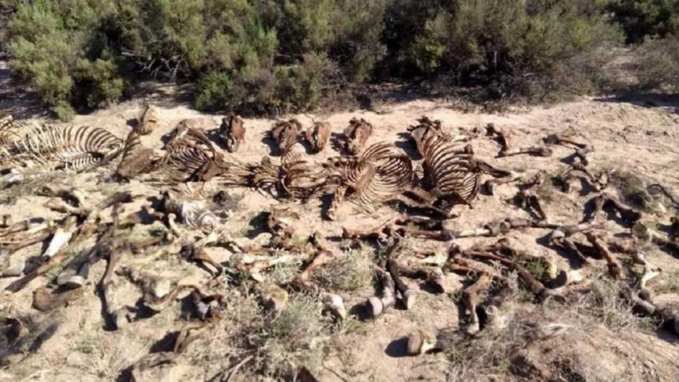 Los restos óseos de caballos, hallados en el matadero clandestino.