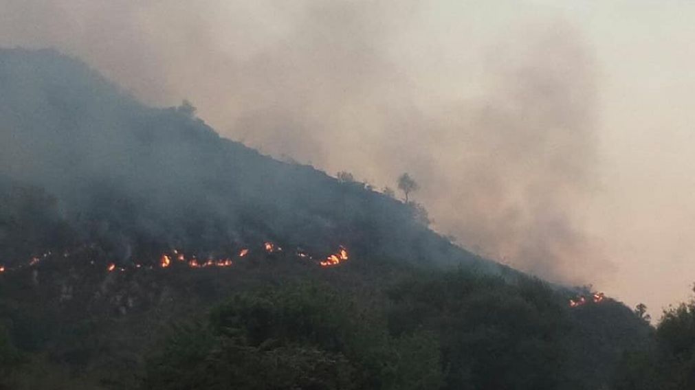 Más de 100 monos y perros en peligro por voraz incendio en Córdoba