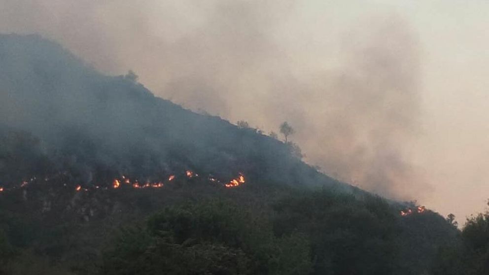 Más de 100 monos y perros en peligro por voraz incendio en Córdoba