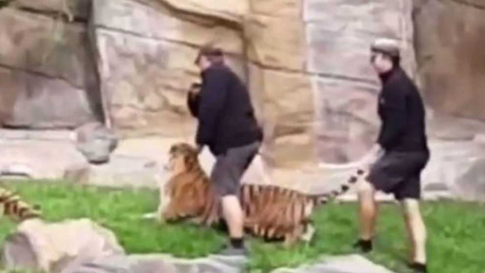 Cuidadores fueron sorprendidos golpeando a tigres