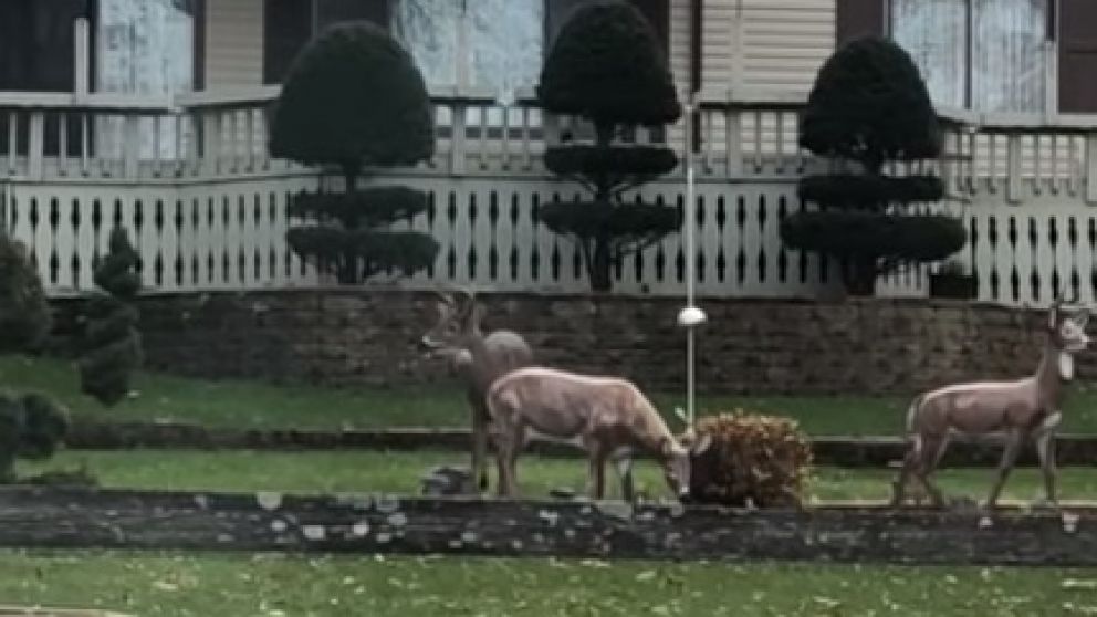 En la imagen se puede ver al ciervo al lado de las dos estatuas. (Captura de video)