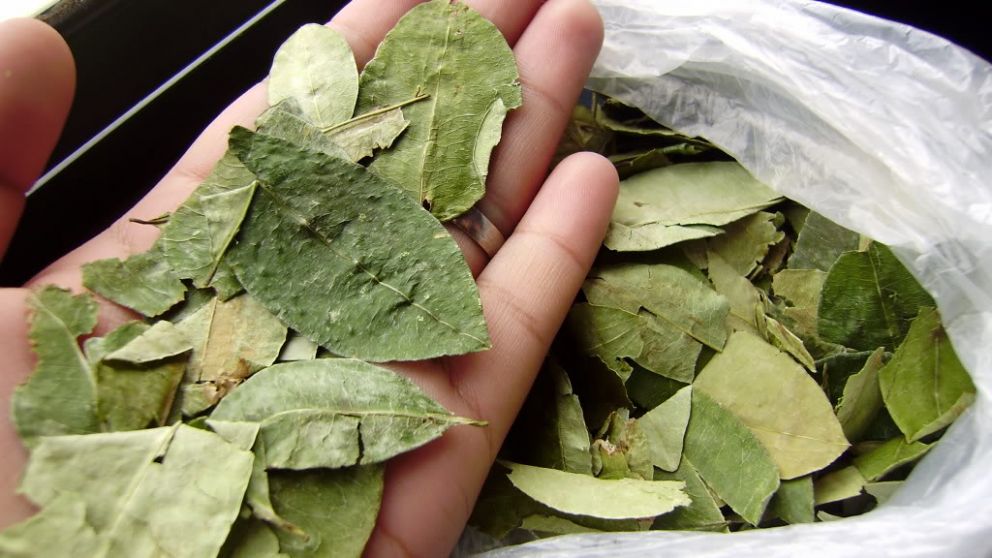 El hombre murió por asfixiado por una hoja de coca. (Imagen ilustrativa)