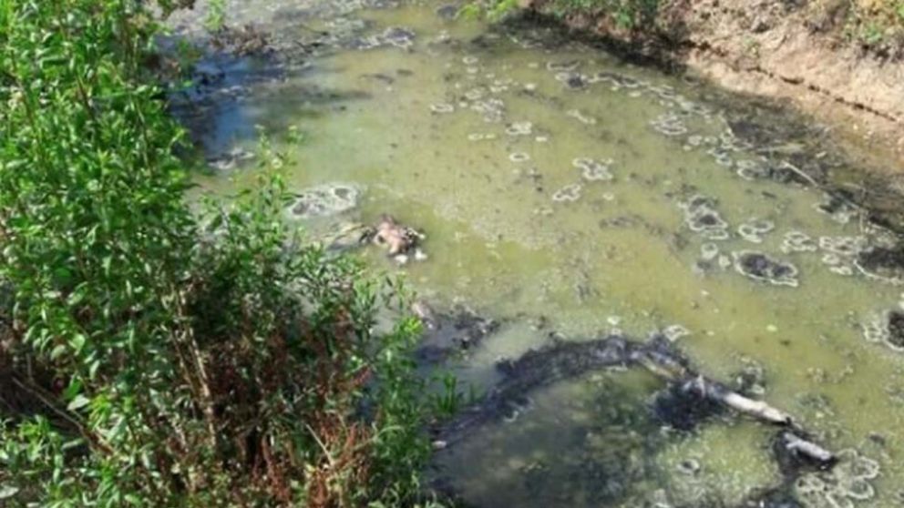 En el centro. La pequeña criatura boca abajo.