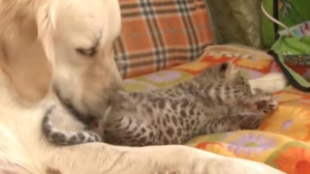 Perrita cuidó a leopardo bebé y le salvó la vida