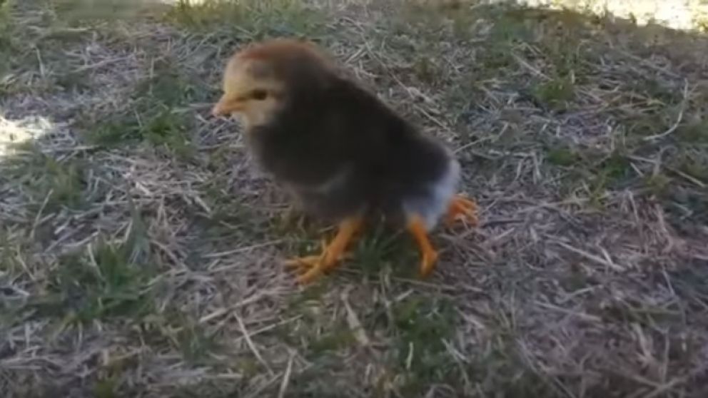 Este es el pollito de cuatro patas que sorprendi� a todos. (Captura de video)
