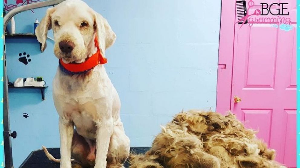 Notable cambio de Lucky. (telecinco.es)