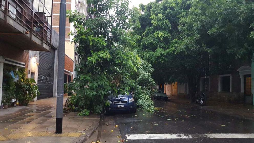 Por los troncos. Varios autos quedaron destrozados y algunas calles bloqueadas.