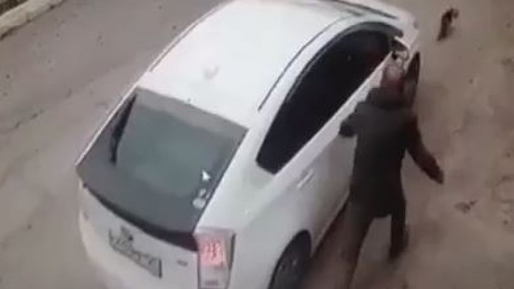 La mujer distraída le pasó por encima al perro.