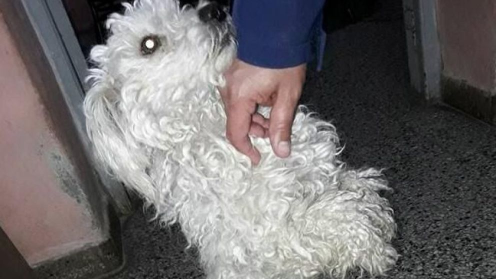 Un perro enfermo fue abandonado al cosato de la ruta.
