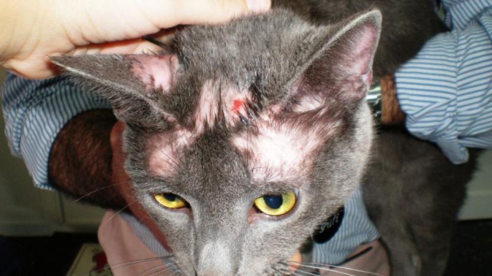 Sarna: Un mal que afecta a nuestros gatitos
