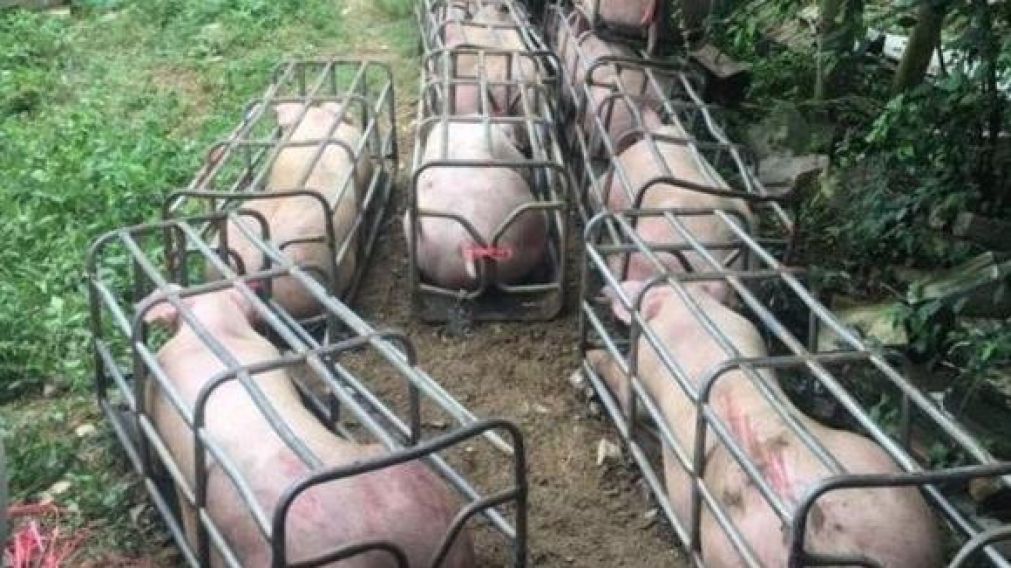 Horror por nacimiento de cerdos "patovicas" y "huevones"