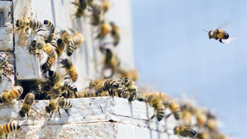 Las abejas liquidaron al malogrado hombre.