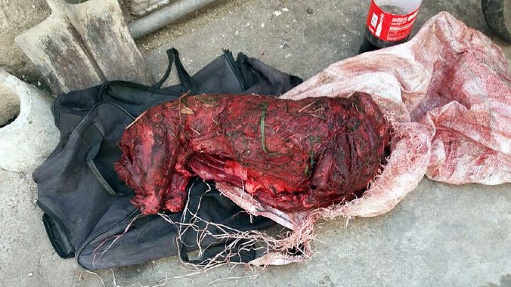 Dantesca imagen del perro asesinado (Cortesía El Telégrafo).