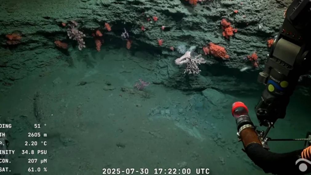Este domingo finalizó la exploración del cañón submarino Mar del Plata.