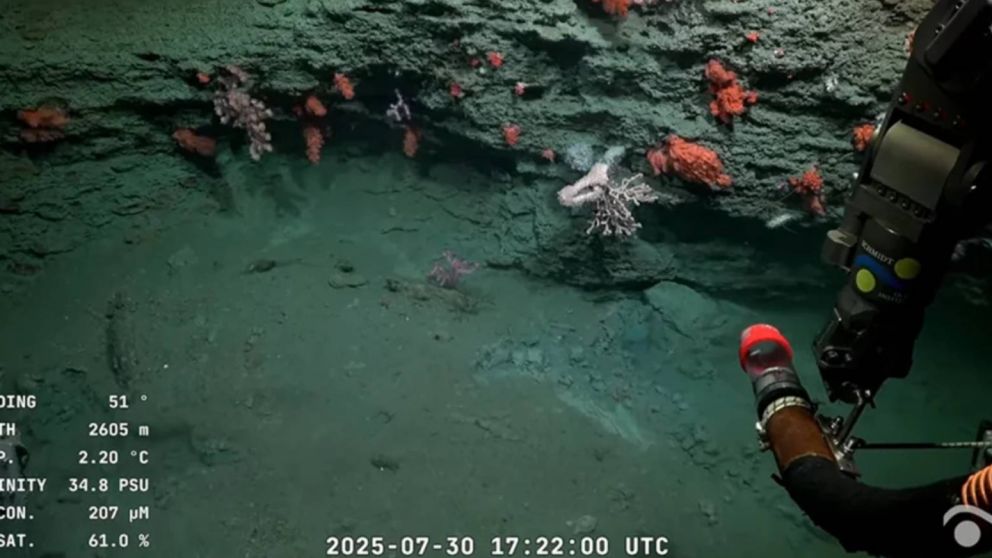 Este domingo finalizó la exploración del cañón submarino Mar del Plata.