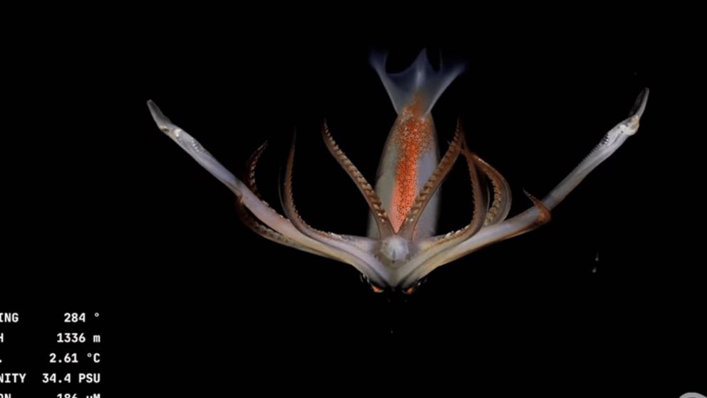 Furor por el streaming del fondo del mar del Conicet: hoy termina