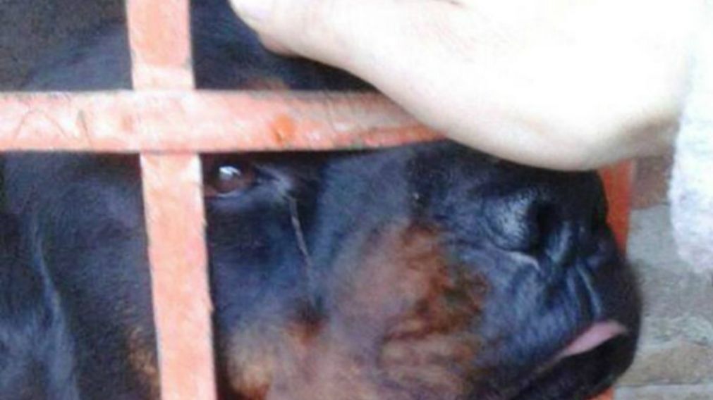 Fiscal ordenó matar a rottweiler que atacó a dos nenas