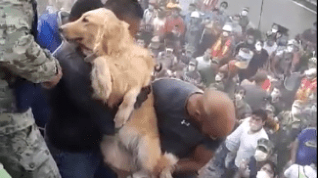 Conmovedor rescate de un perro emocionó a México