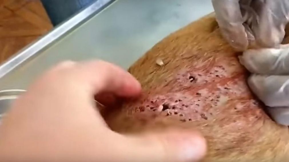 Estremecedor video de gusanos en perro causa furor en las redes