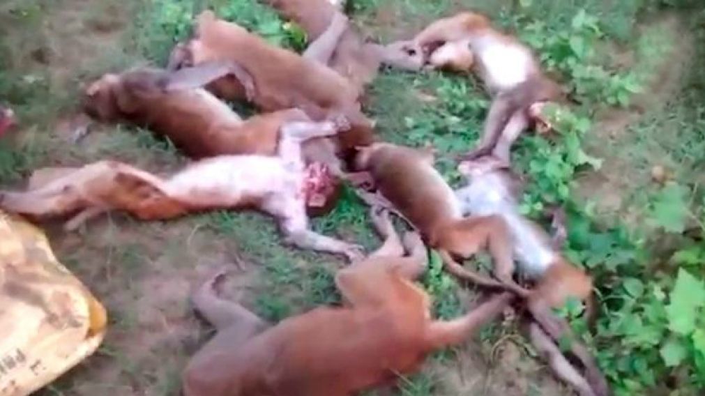12 monos murieron del susto por el rugido de un tigre